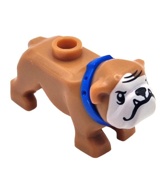 - Hond, buldog met gegoten blauwe halsband en zwarte ogen, neus, mond, tanden en voorhoofdrimpels, witte snuit (Ripper) - Medium Nougat | N